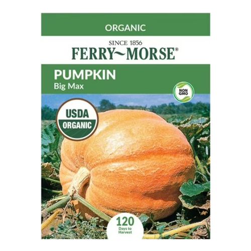 Ferry Morse Big Max Organic Pumpkins Seeds