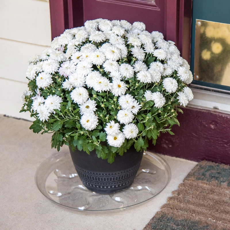 16 Inch Clear Plastic Plant Saucer - Model Sp16